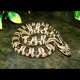 False Water Cobras - Super Hypo (Babies)