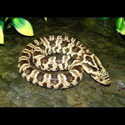 False Water Cobras - Super Hypo (Babies)