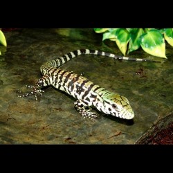 Argentine Black & White Tegus (Babies)