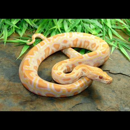 Burmese Python - Albino
