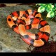 Pueblan Milk Snake - Apricot (2008 Male)