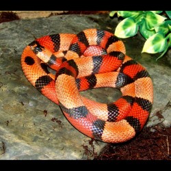 Pueblan Milk Snake - Apricot (2008 Male)