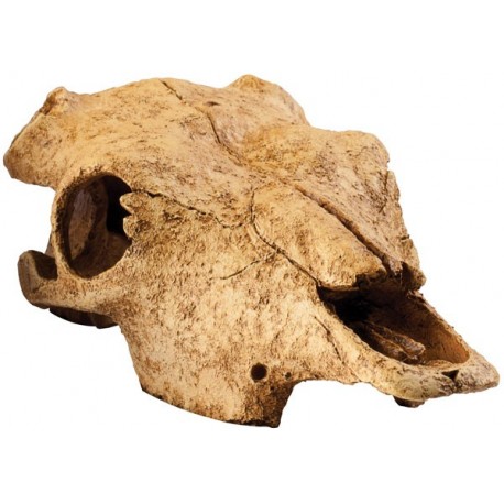 Buffalo Skull (Exo Terra)