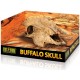 Buffalo Skull (Exo Terra)