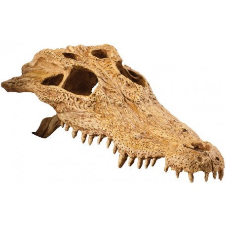 Crocodile Skull (Exo Terra)