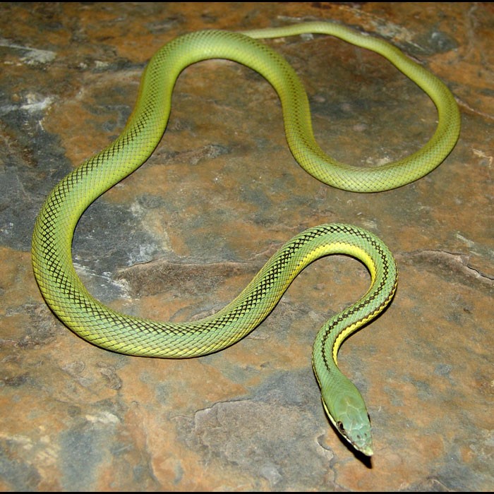 Green Racer Snake Red Tailed Racer Snake (Gonyosoma Oxycephalum). It