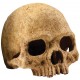 Primate Skull (Exo Terra)