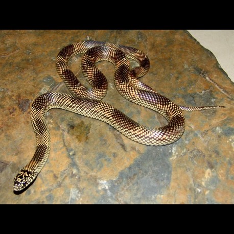 Apalachicola Kingsnake (AK001M)