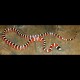 Arizona Mountain Kingsnakes