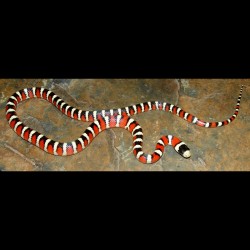 Arizona Mountain Kingsnakes (Babies)